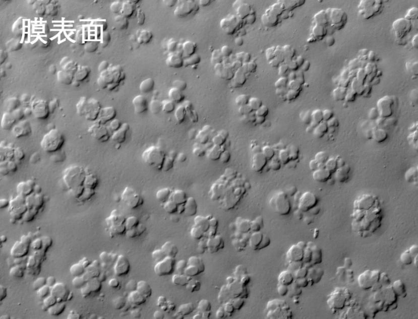 91成人无码看片在线观看网址烧结管式膜电镜照片